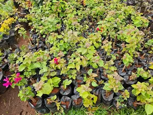 Bougainvillea Fencing Plants