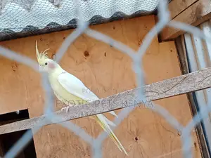 Lutino (Yellow) Cockatiel