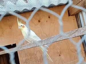 Lutino (Yellow) Cockatiel