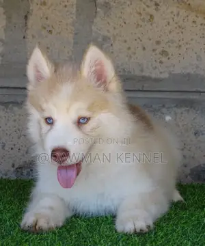 1-3 months Male Purebred Siberian Husky