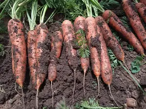 Carrot Nantes 1kg