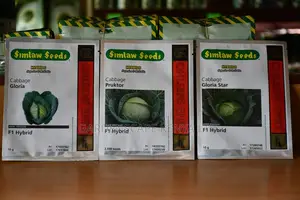 Cabbage Seeds From 25g