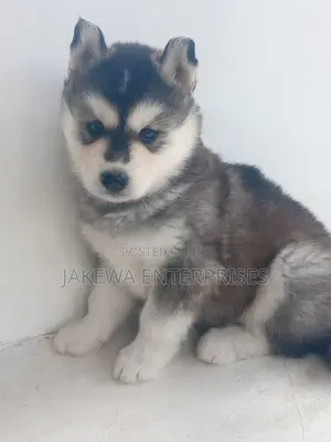 1-3 months Female Purebred Siberian Husky