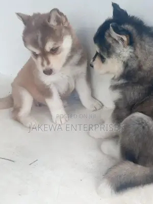1-3 months Male Purebred Siberian Husky