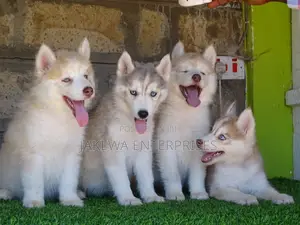 1-3 months Male Purebred Siberian Husky