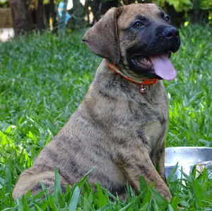 1-3 months Male Purebred Boerboel