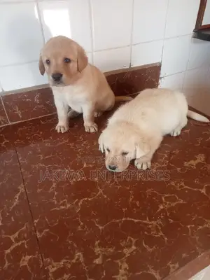 1-3 months Male Purebred Labrador Retriever