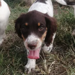 1-3 months Male Purebred English Springer Spaniel