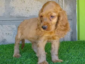 1-3 months Female Purebred Cocker Spaniel