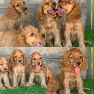 1-3 months Male Purebred Cocker Spaniel