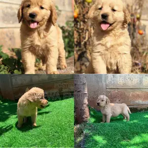 3-6 months Female Purebred Golden Retriever