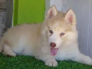 1-3 months Female Purebred Siberian Husky