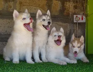 1-3 months Male Purebred Siberian Husky