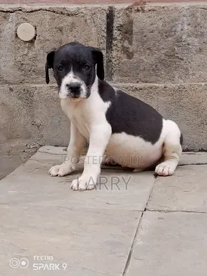 1-3 months Female Purebred Great Dane
