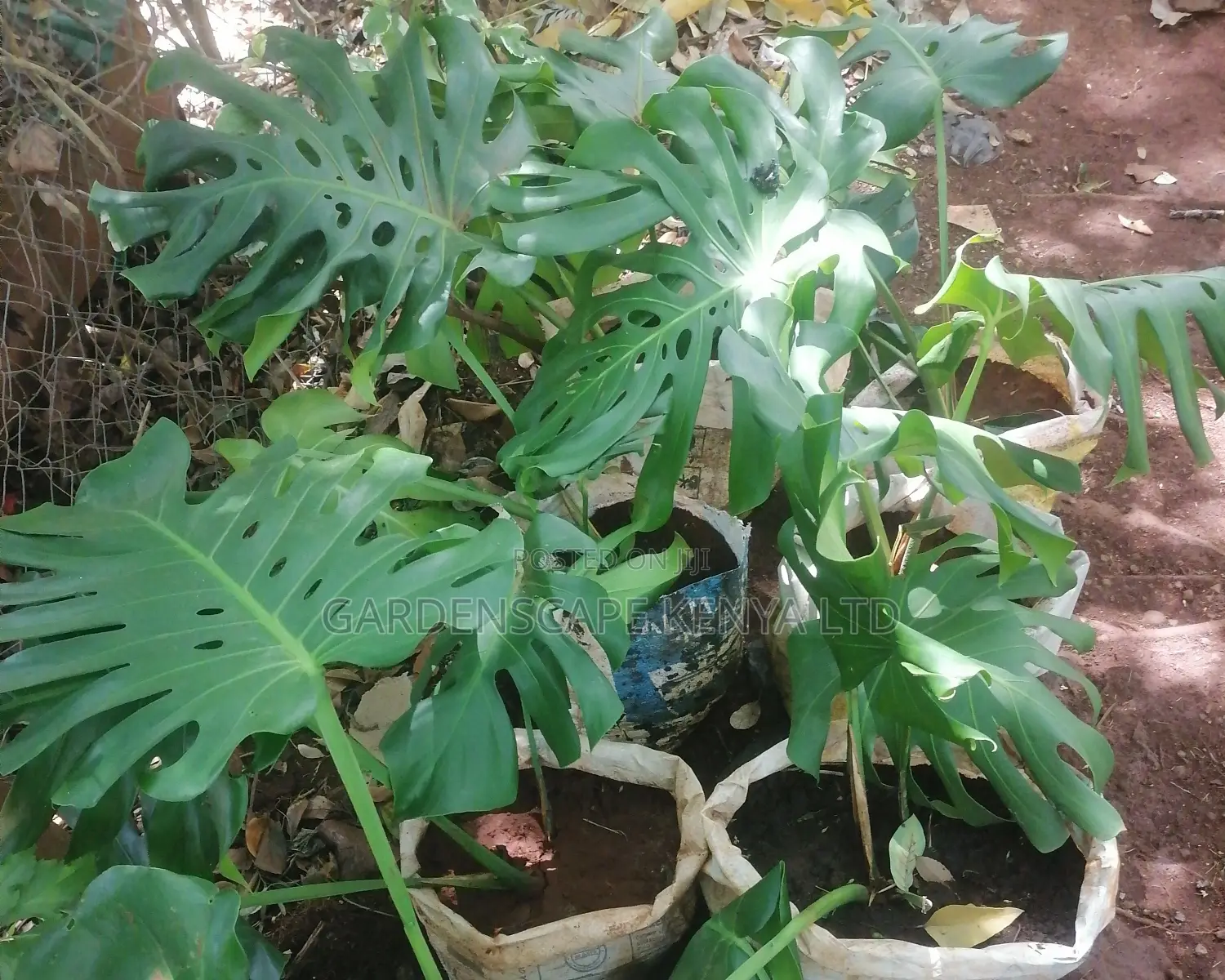 Monstera Plants