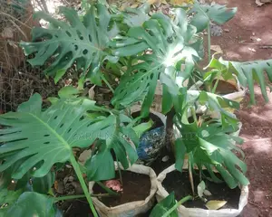 Monstera Plants