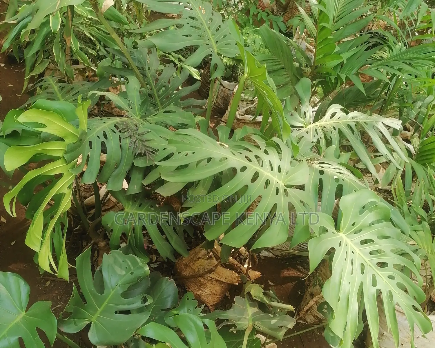 Monstera Plants