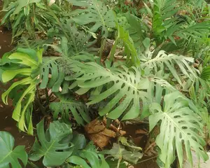 Monstera Plants