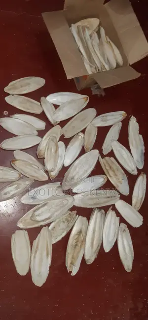 Cuttle Fish Bone for Birds