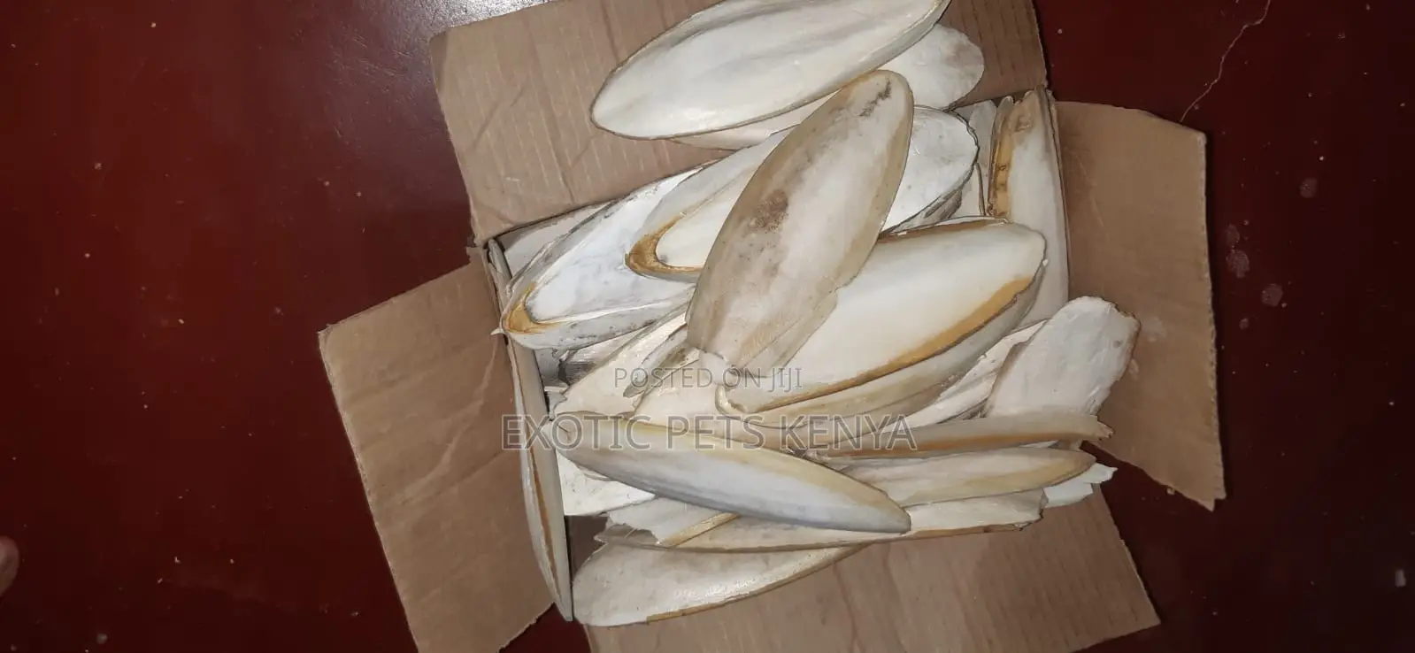 Cuttle Fish Bone for Birds