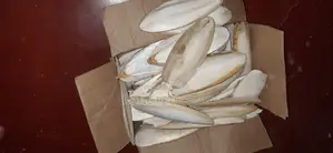 Cuttle Fish Bone for Birds