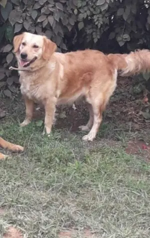 6-12 months Male Purebred Golden Retriever