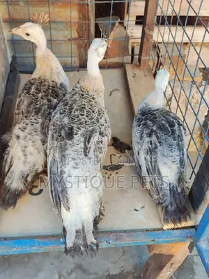 Peacocks Types