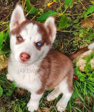 1-3 months Male Purebred Siberian Husky