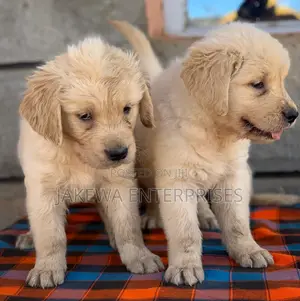 1-3 months Male Purebred Golden Retriever