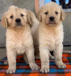 1-3 months Female Purebred Golden Retriever