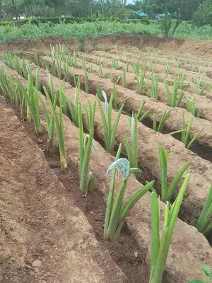 Arrow Root Cuttings
