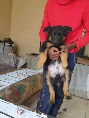 1-3 months Male Purebred German Shepherd