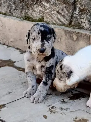 1-3 months Male Purebred Great Dane