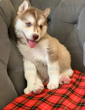 1-3 months Male Purebred Siberian Husky