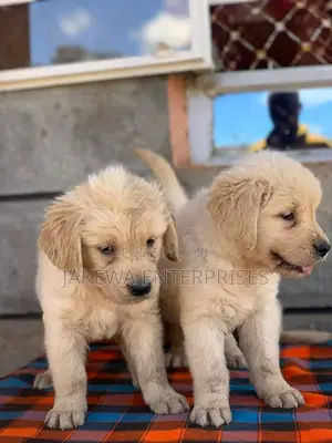 1-3 months Female Purebred Golden Retriever