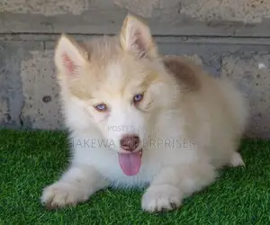 1-3 months Female Purebred Siberian Husky