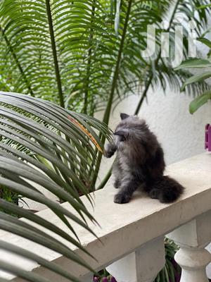 Baby Female Purebred Persian