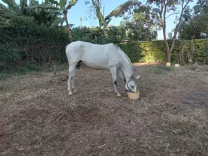 Horses And Ponies For Sale And Riding Lessons