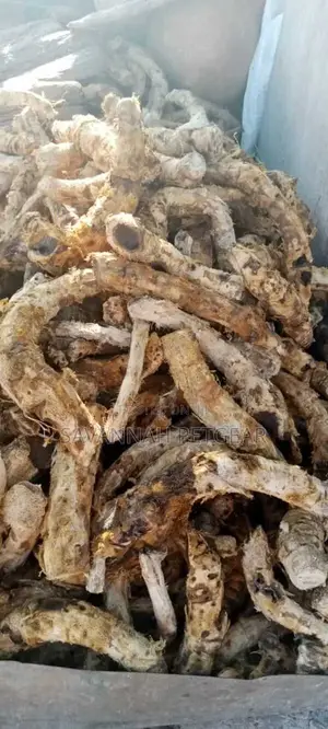 Dried Aloe Vera Roots for Herbal Use Blending Muratina Wine - 3 Pieces