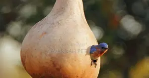 Birdhouse Gourd Organic Bird House Gourd