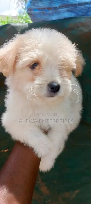 1-3 months Female Purebred Havanese