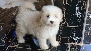 1-3 months Female Purebred Havanese