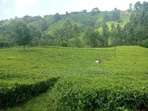 5.3 Acres on Sale at Ndakaini.