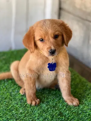 1-3 months Male Purebred Golden Retriever