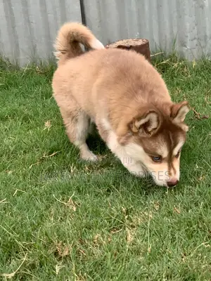 1-3 months Female Purebred Siberian Husky