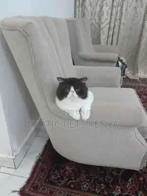 1+ year Male Purebred Persian