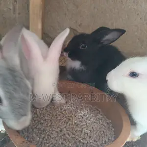 Local Rabbits Weaners,All Breeds
