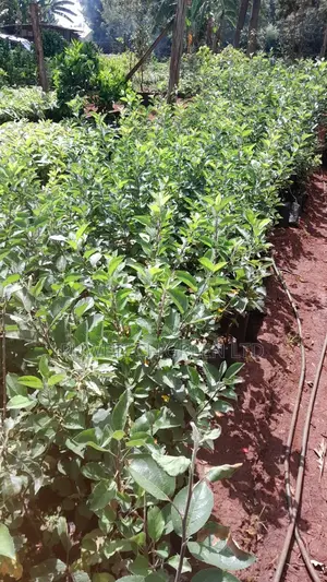 Anna Apples Grafted
