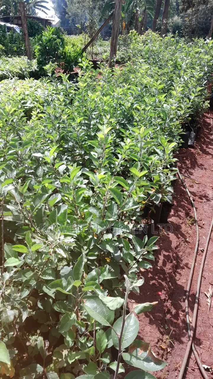 Anna Apples Grafted
