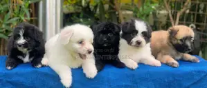 1-3 months Male Purebred Havanese
